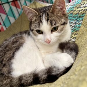 Gracie - a little bundle of love