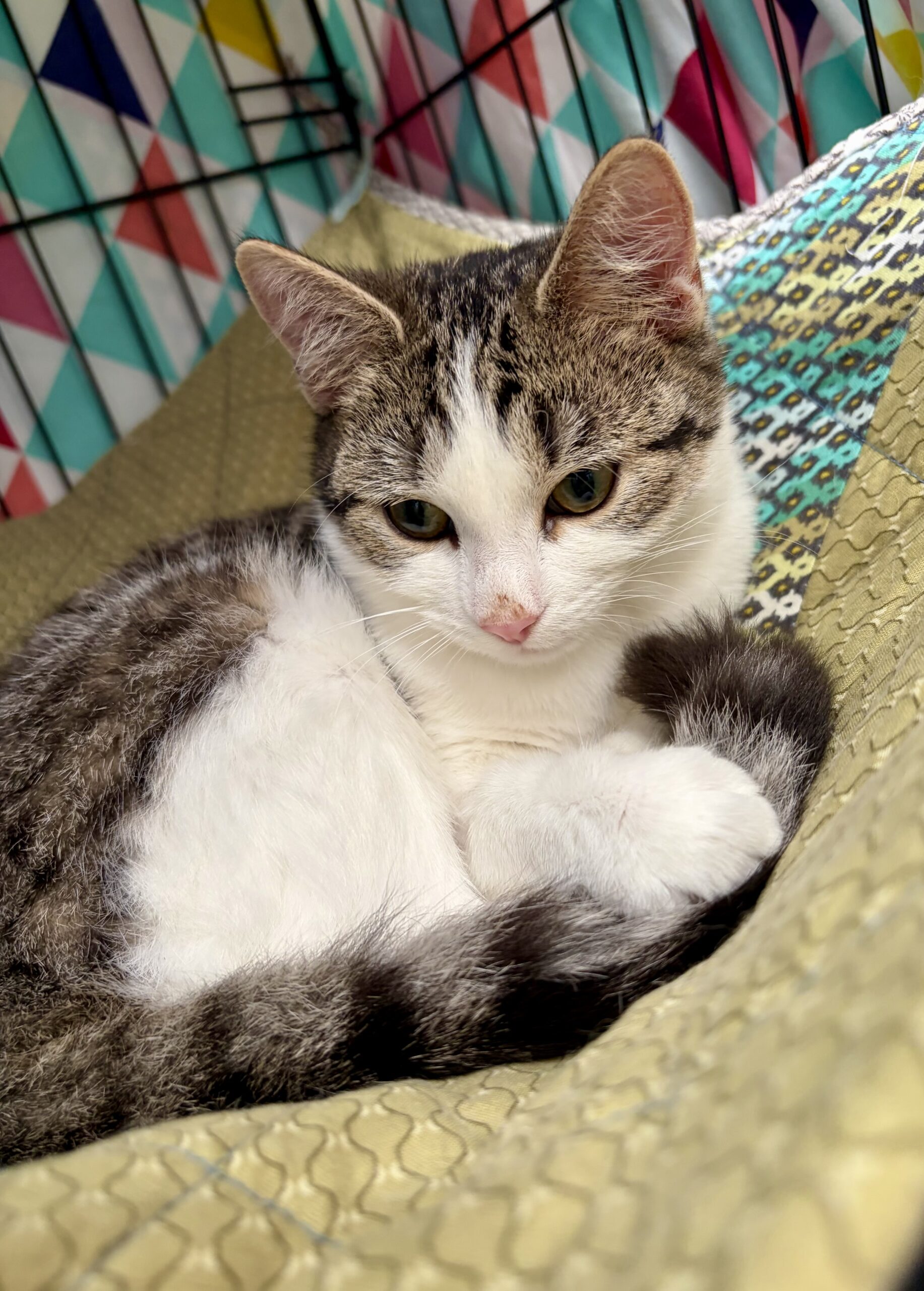 Gracie - a little bundle of love