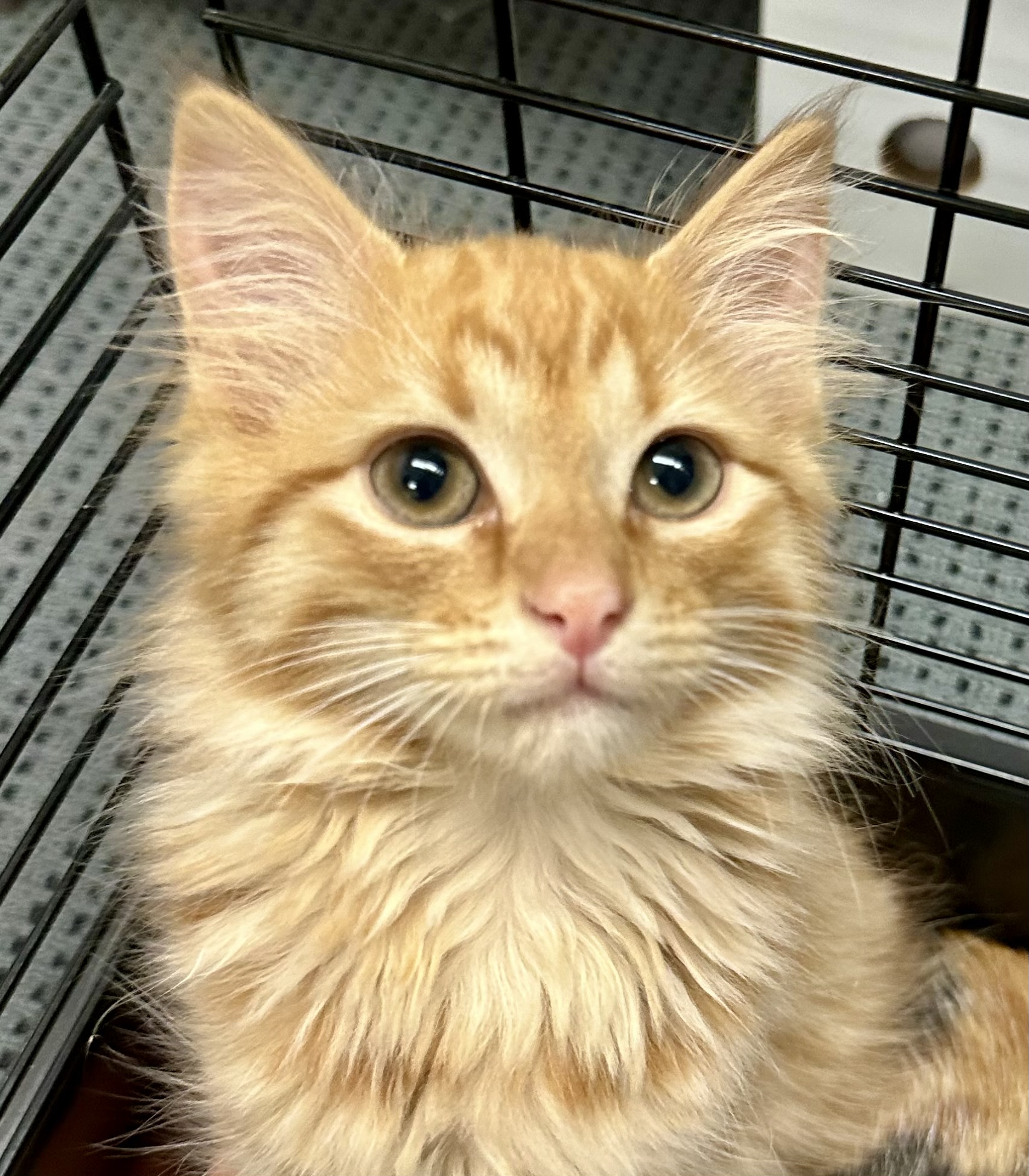 Mitch - your perfect little purr machine