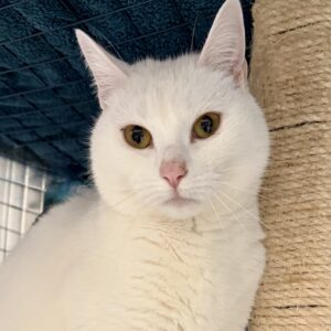 Rascal - a special girl worth the wait