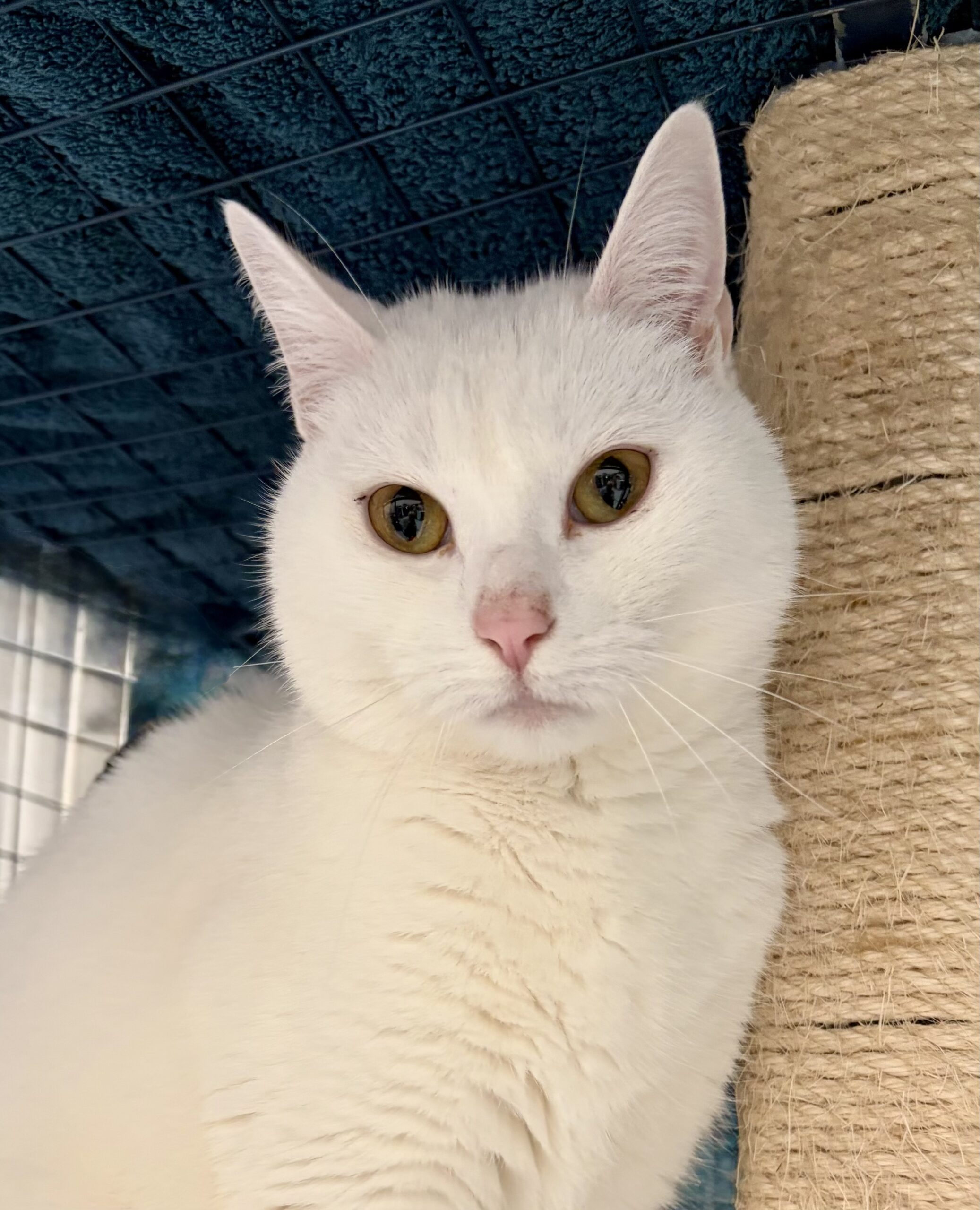 Rascal - a special girl worth the wait