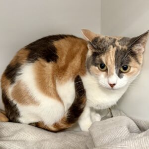 Princess - affectionate girl waiting to shine