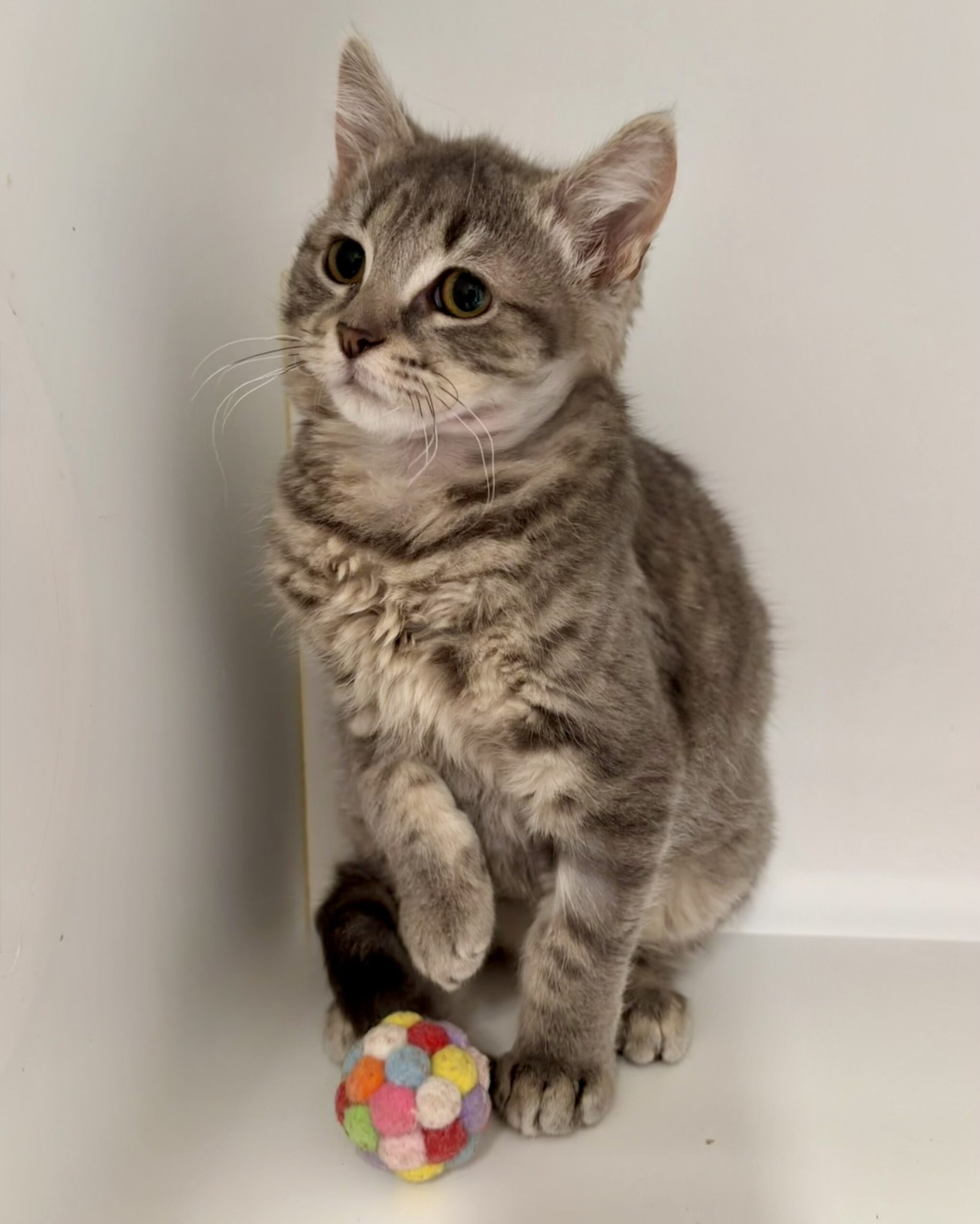 Artemis - a gorgeous little fluffy survivor - Image 2