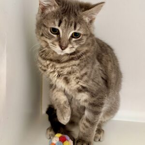 Artemis - a gorgeous little fluffy survivor