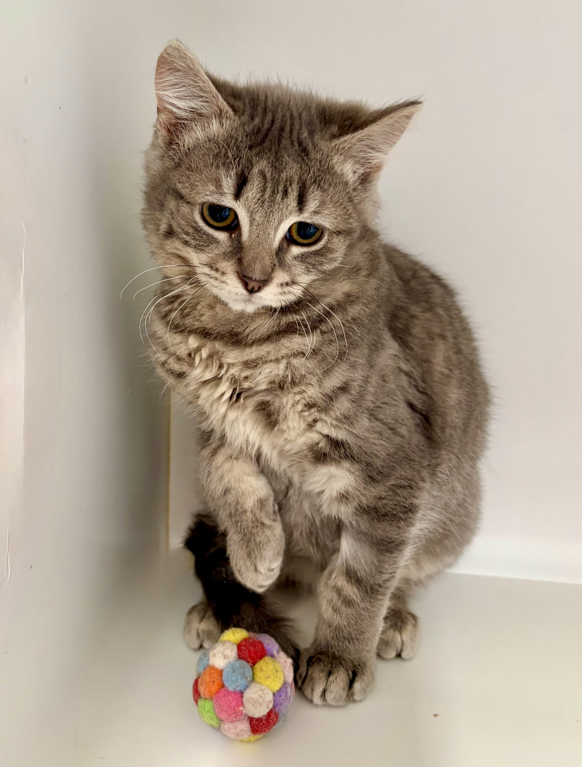 Artemis - a gorgeous little fluffy survivor