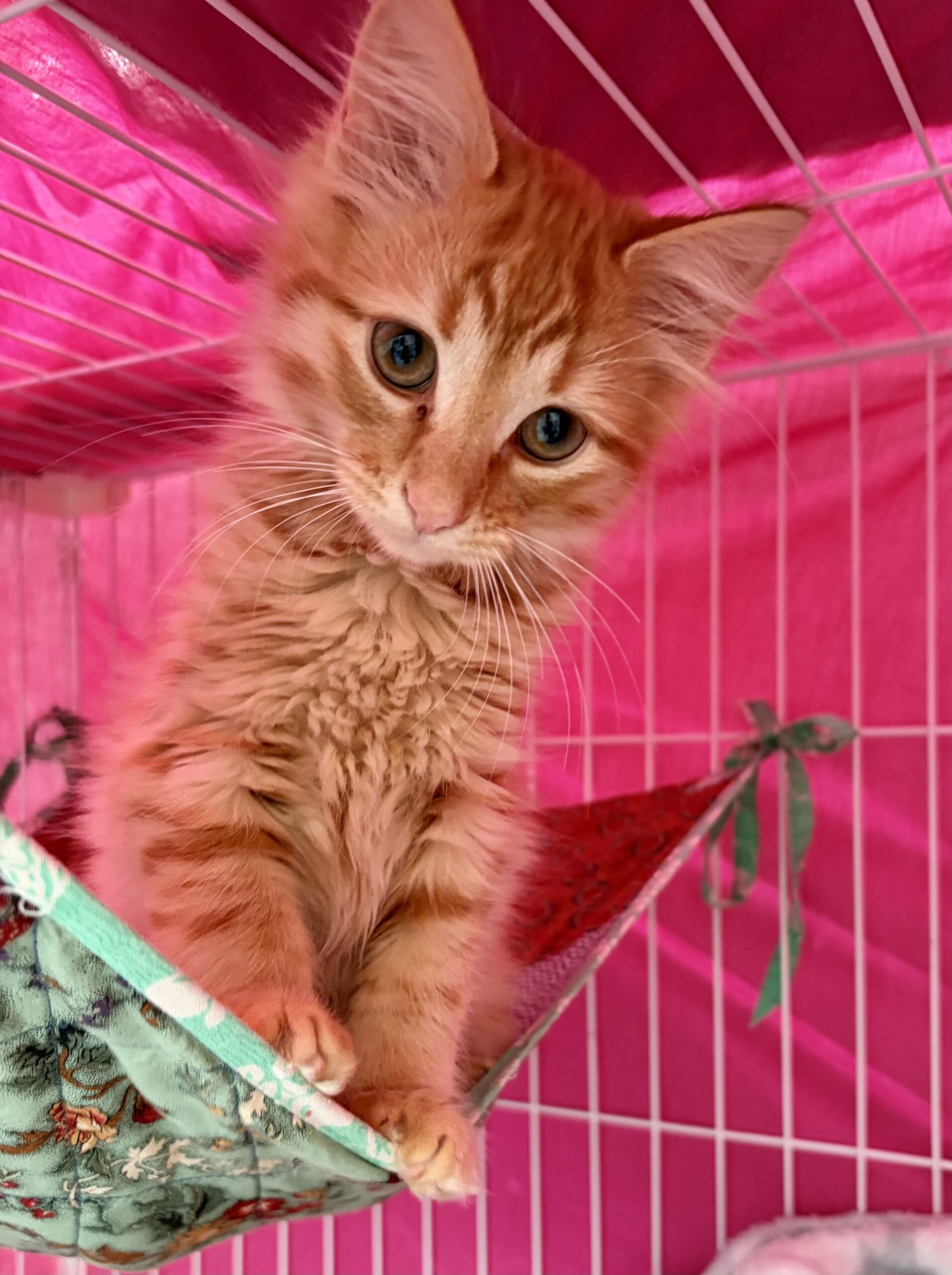 Mitch - your perfect little purr machine - Image 3