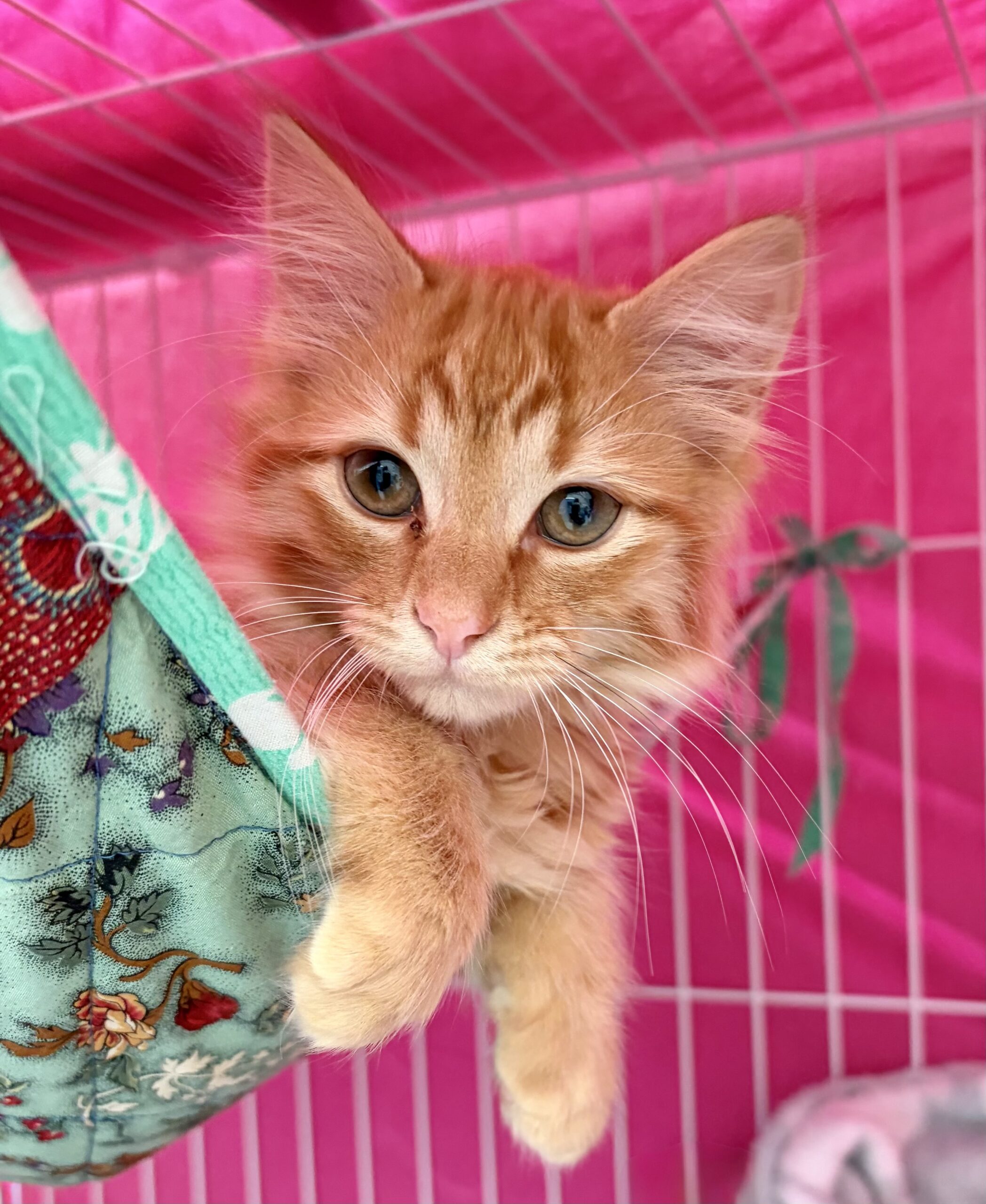 Mitch - your perfect little purr machine - Image 2