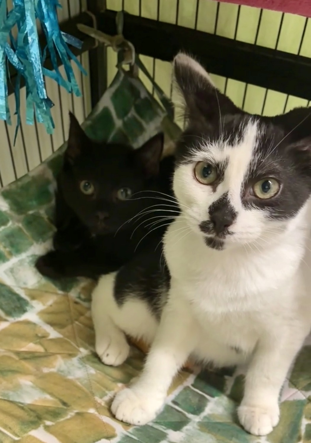 Freckles - from frightened kitten to love bug - Image 2