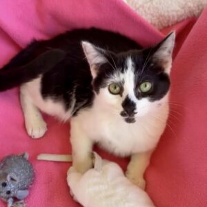 Freckles - from frightened kitten to love bug