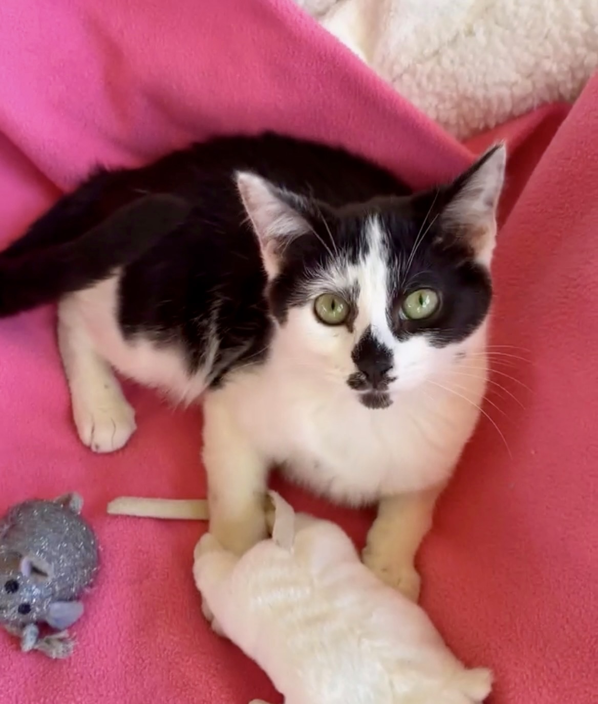 Freckles - from frightened kitten to love bug