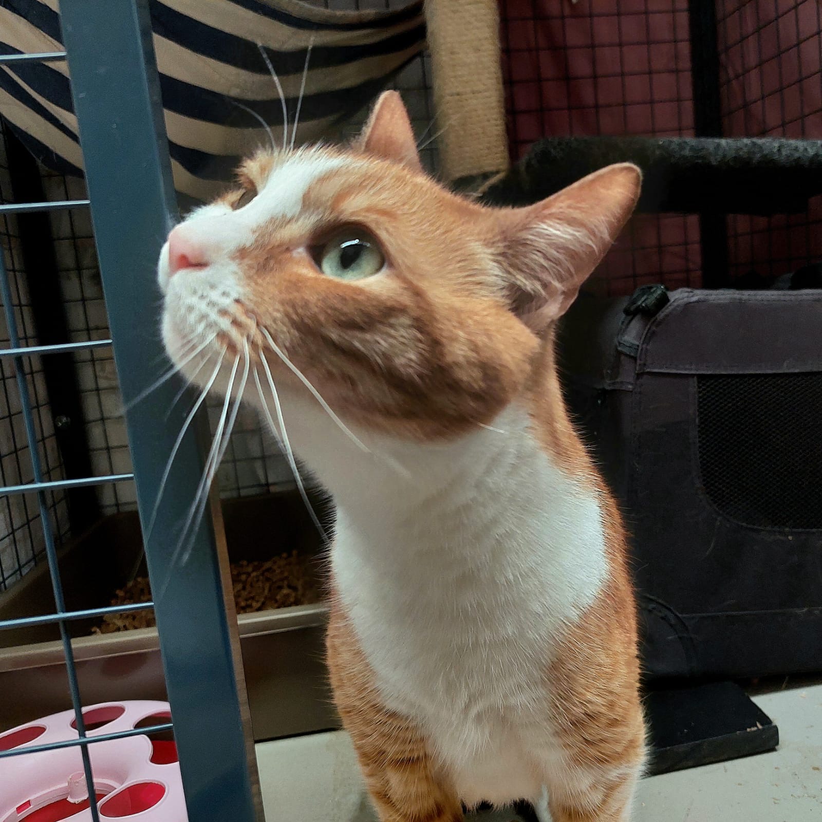Mango and Truffle - two gentle sweethearts - Image 6