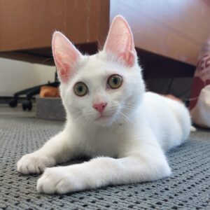 Persephone - energetic, inquisitive and irresistable