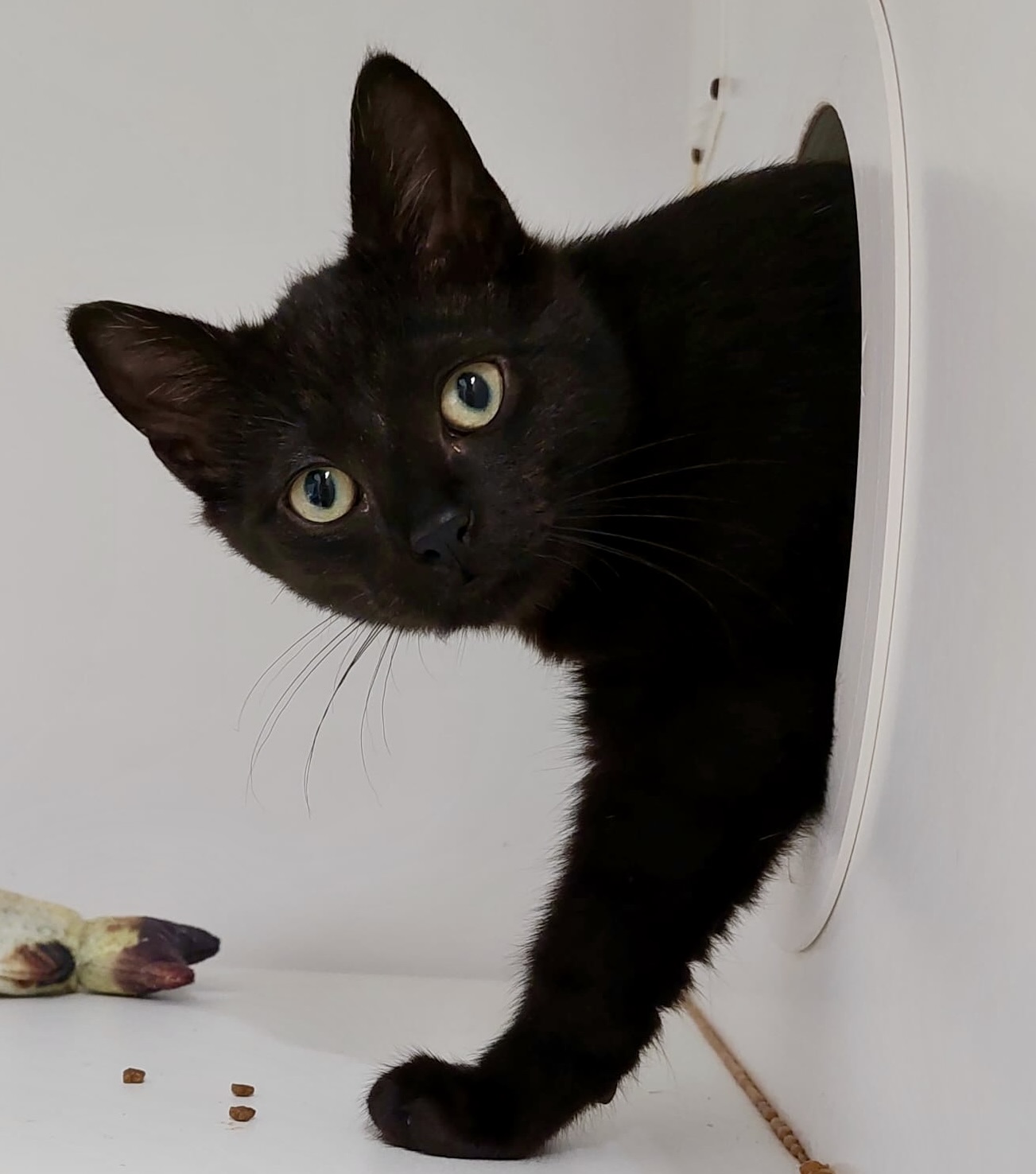 Apollo - a playful boy finding his confidence - Image 2