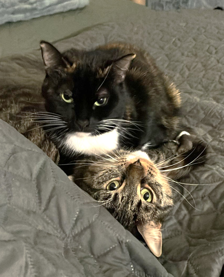 Happy tails – Misha & Kiki (our Prue & Trude) – they waited over 2 years to be adopted…now here’s a progress report