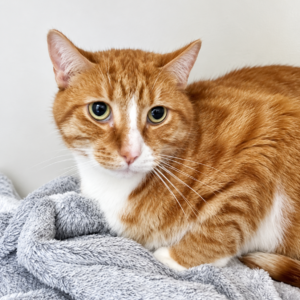 Kenny - a gentle soul with so much love to give
