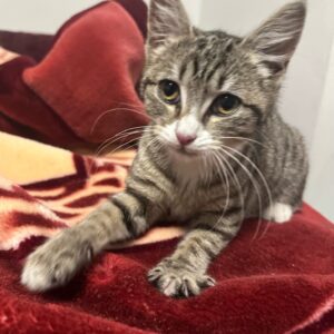 Mochi - big purrs in a little package