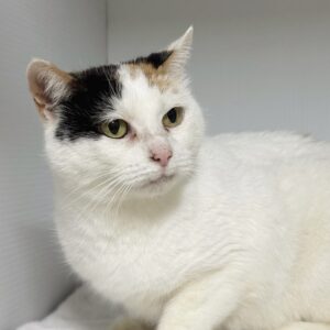 Cindy - a gentle soul waiting for her chance to shine