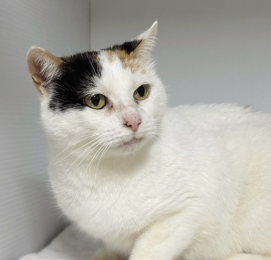 Cindy - a gentle soul waiting for her chance to shine