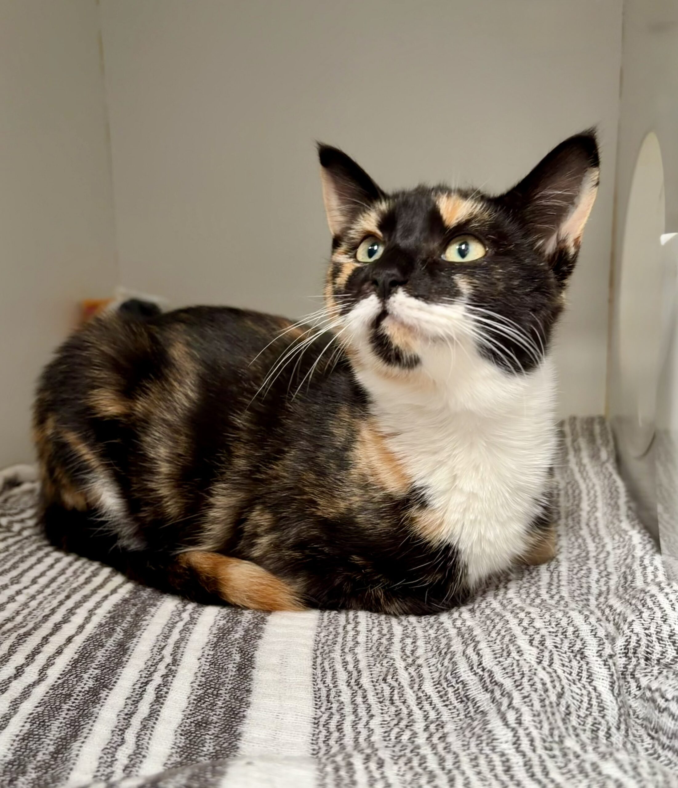 Holly - The perfect little bundle of love - Image 3