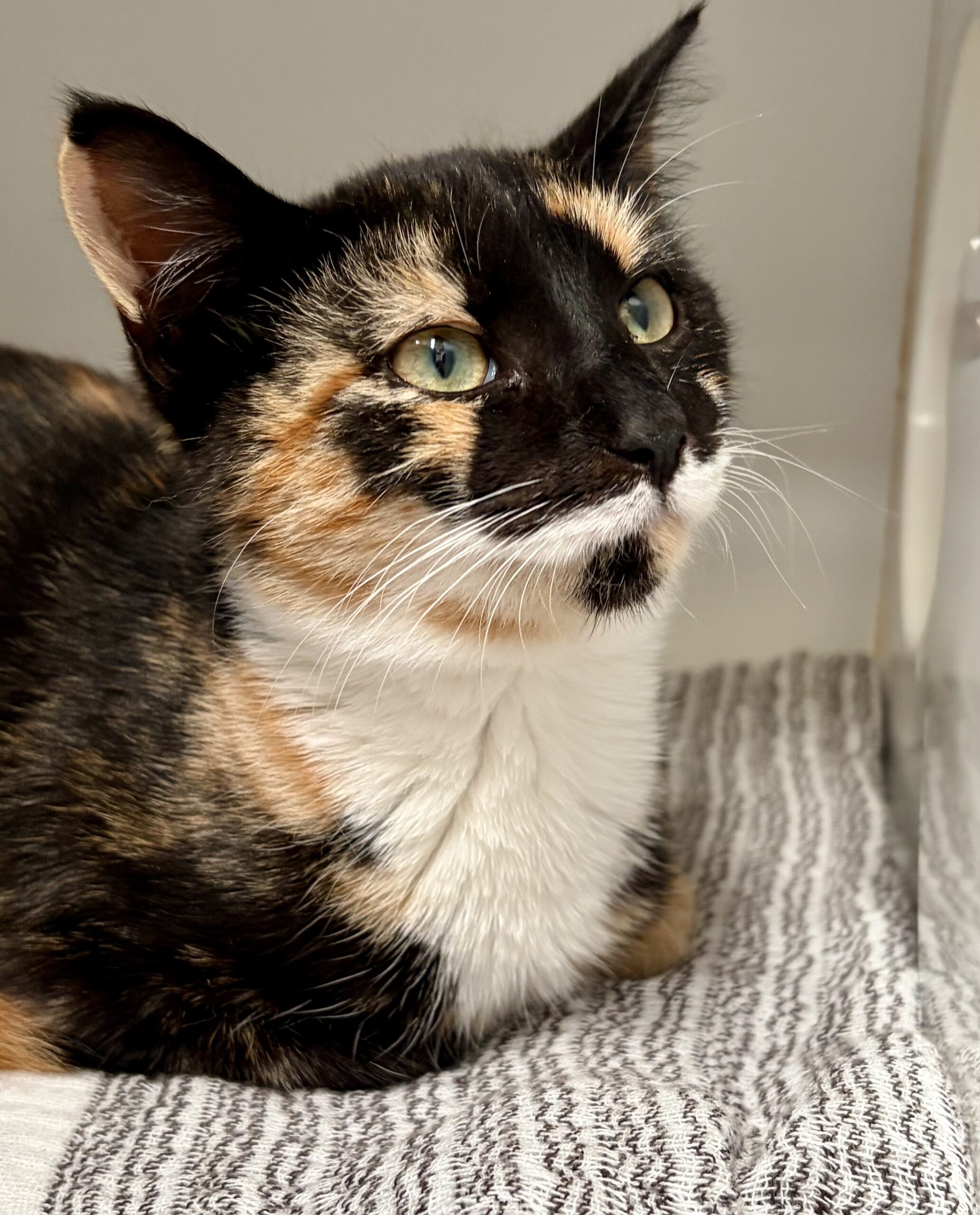 Holly - The perfect little bundle of love - Image 2