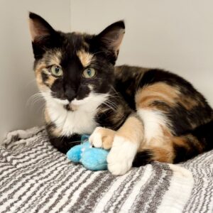 Holly - The perfect little bundle of love