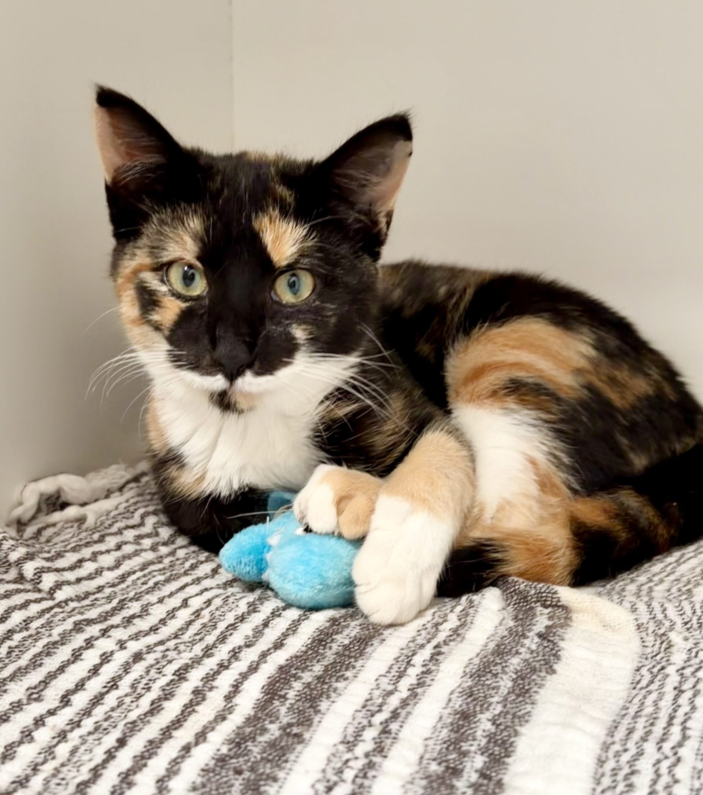 Holly - The perfect little bundle of love