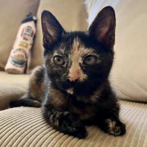 Sootie - a little lap-loving tortie