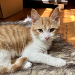 Wally - the purr-fect little companion
