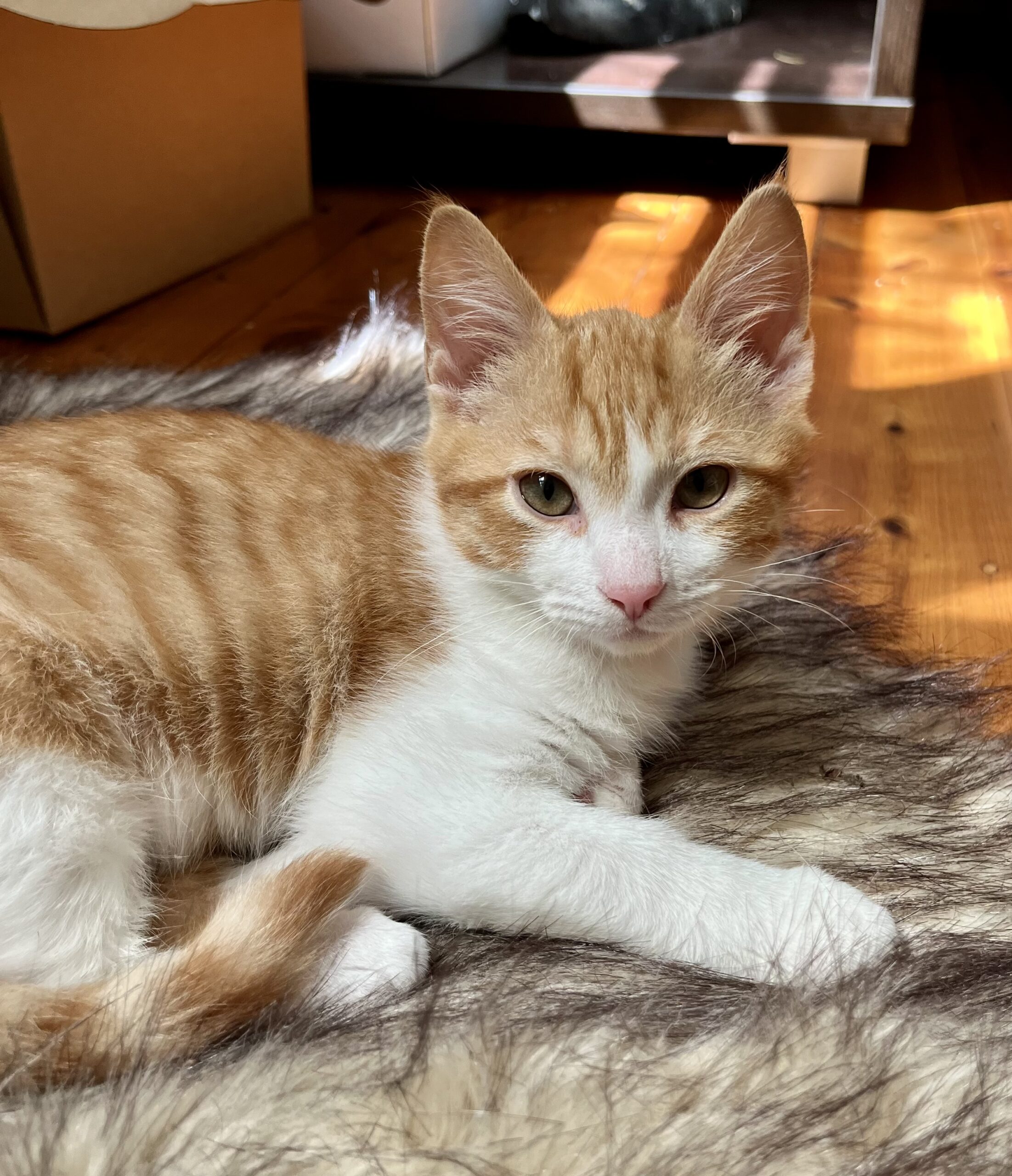 Wally - the purr-fect little companion